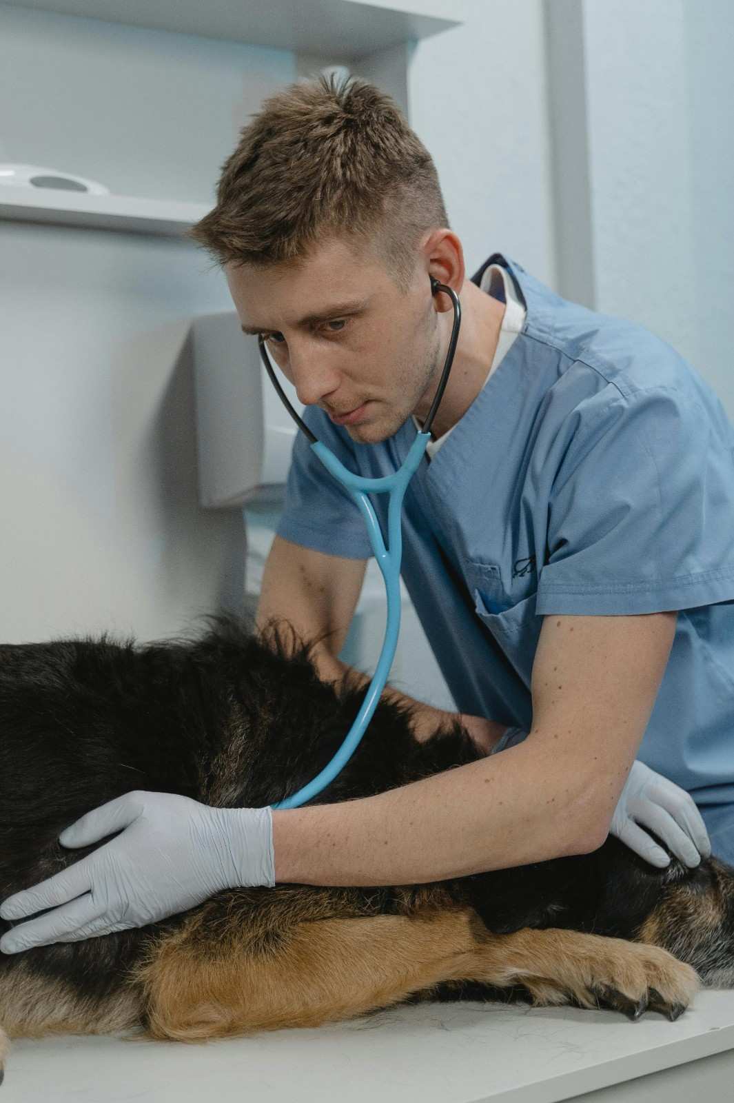 Puppy Health Checkup