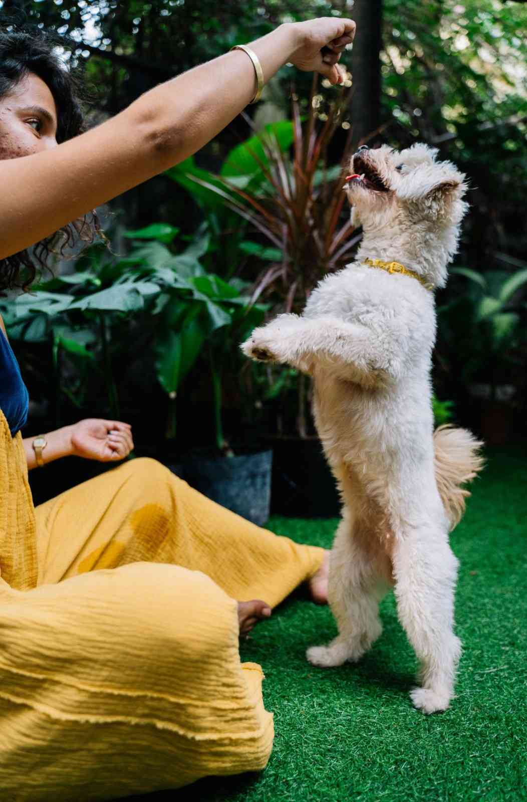 Puppy Behavioural Tips Insights